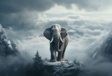 سندروم فیل سفید در مدیریت و کسب و کارها